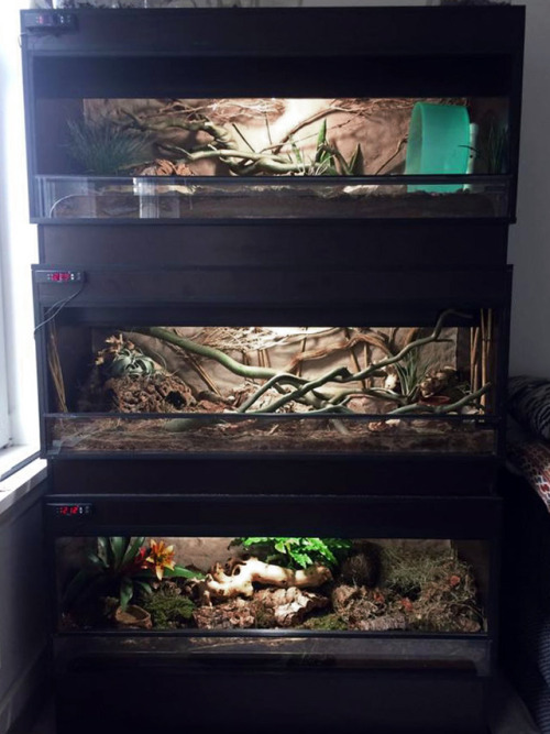 My bioactive hedgehog and tenrec enclosures, at the start (pretty much the “try-out phase”) and seve