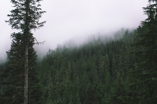 greenmountainwitch:Morning Mist