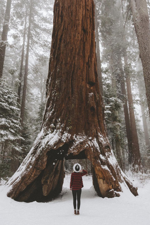 abovearth:Calaveras Big Trees State Park by Alysha Painter
