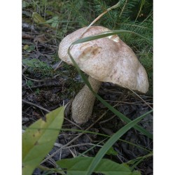 Yesterday’s #mushrooms & #forest