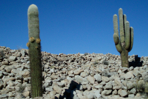 Cactus, Near San Antonio de los Cobres, Salta, Argentina, 2007.