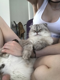 ameliastardust:Zig enjoys finding the funniest ways to curl up in my lap