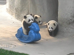 babyanimal-gifs:  baby pandas.x 