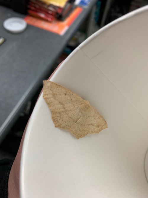 I Found A Moth And It Laid Eggs What Do I Do Heeelp
