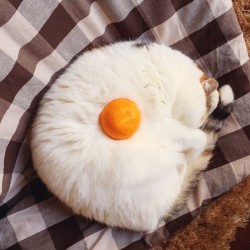 awwww-cute:  Kitty wanted to be a fried egg