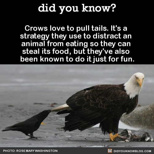 did-you-kno:Crows love to pull tails. It’s a strategy they use to distract an animal from eating so 