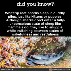 did-you-kno:Whitetip reef sharks sleep in cuddly  piles, just like kittens or puppies.  Although sharks don’t enter a fully- unconscious state of sleep like  mammals do, they like to snuggle  while switching between states of  wakefulness and restfulness.