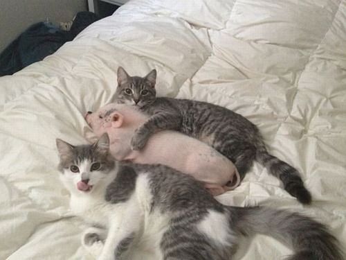 cute-overload:  Cats love pigs.http://cute-overload.tumblr.com source: http://imgur.com/r/aww/XtvS1WF