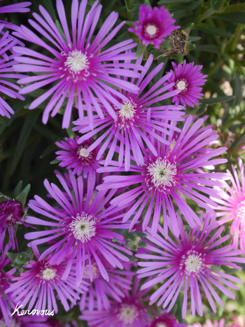 kerovous:Own picture : # 165,  Lampranthus spectabillis.  May  2018