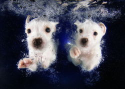 「水中ニーソ」ならぬ「水中子犬」写真シリーズが躍動感溢れる可愛らしさ