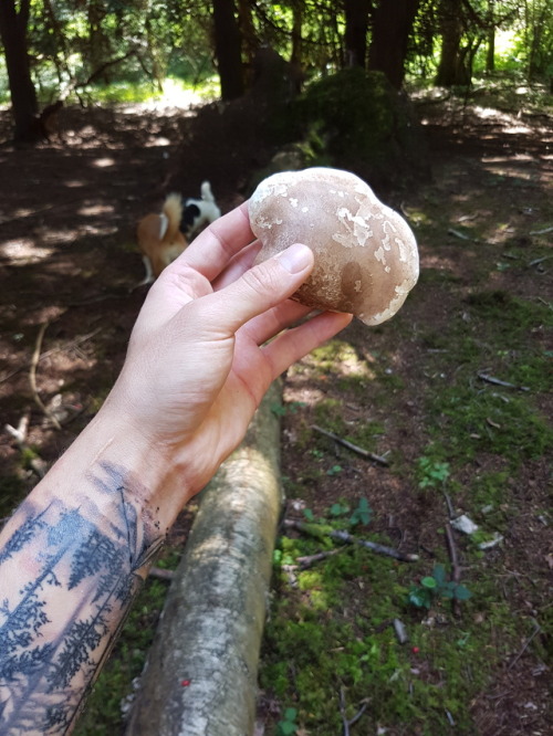 susiethemoderator:purebushcraft:Piptoporus Betulinus more commonly known as razor strop fungus or bi