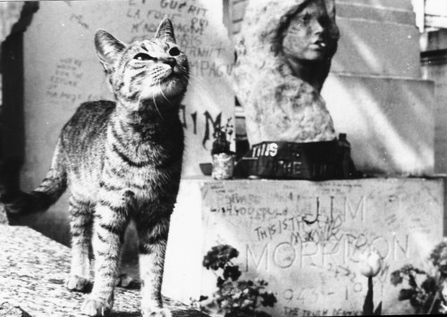 0niraion:A curious cat wandering around Jim Morrison’s grave in Paris, France.1983 © Patricia Devaux