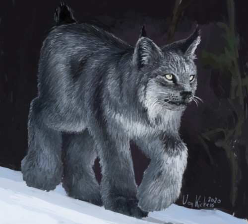 Lynx And Wolf. A Couple Of Color/photo Studies I Painted Some Time Ago.