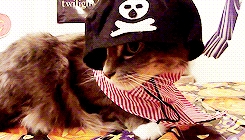 kittycatdaily:  Happy Halloween! 
