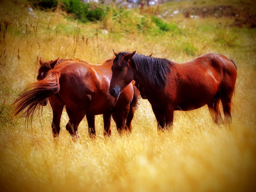 Horses by ceca67 on Flickr.