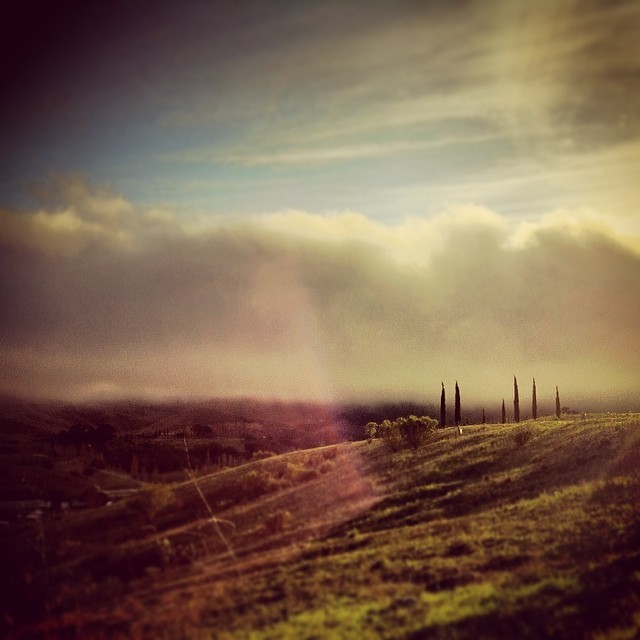 @ampeloscellars #ampelos #wine #vine #vineyard #california #santaynez #santabarbara #staritahills #solvang #santamaria #landscape #cloud #cloudporn #fog #trees #color #isstevestillalive #steveslefteye #picoftheday #photooftheday #bestoftheday...