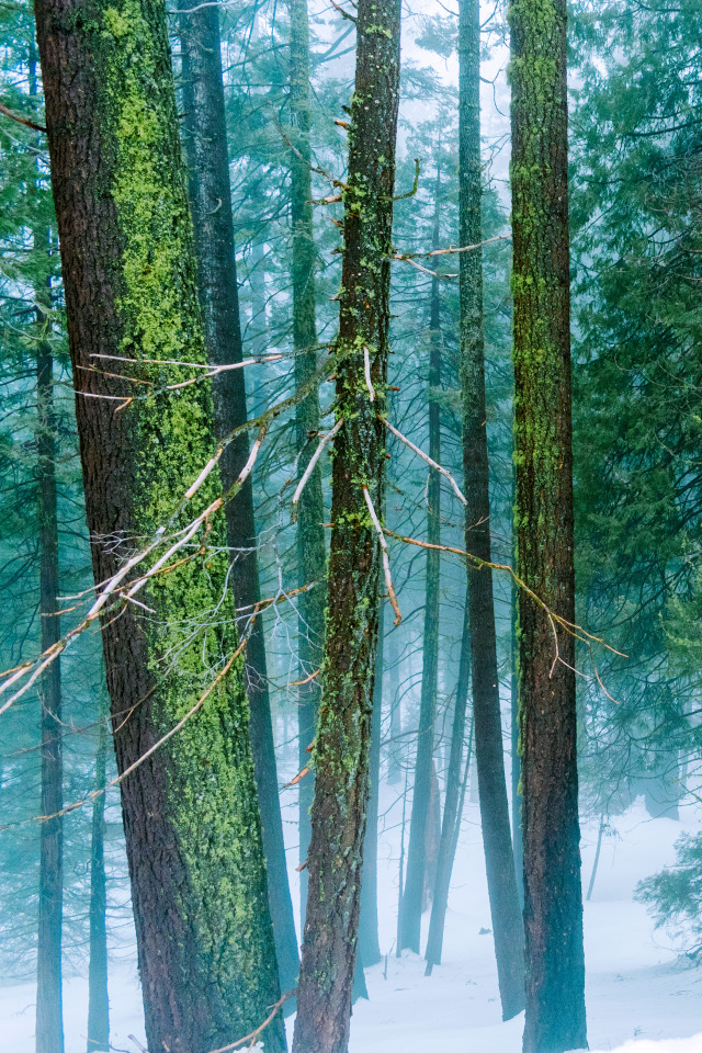 of the forest instagram