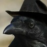 champagnesupernoel:crows are friend shaped