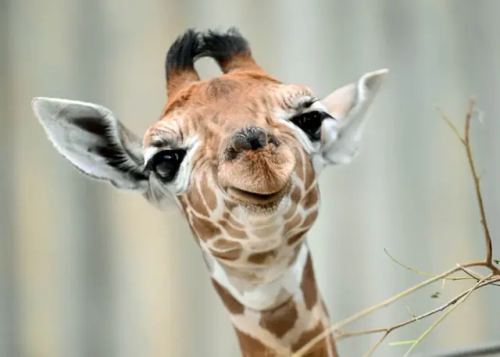 Gosh, Giraffes Directly Facing The Camera Are Just *chef's Kisses*