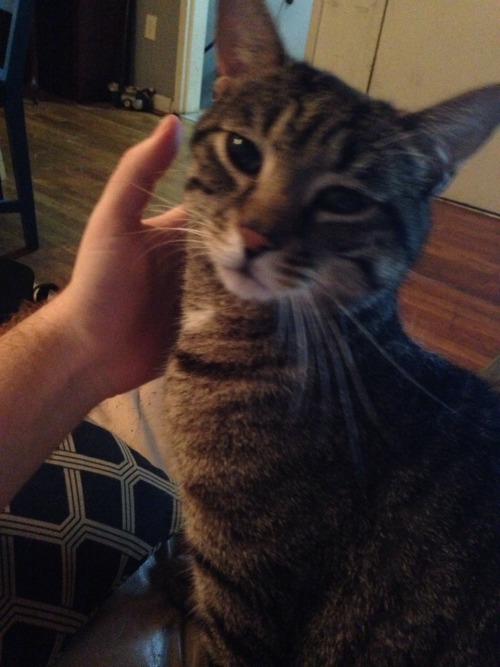 For the one who really needed to see a cat today.