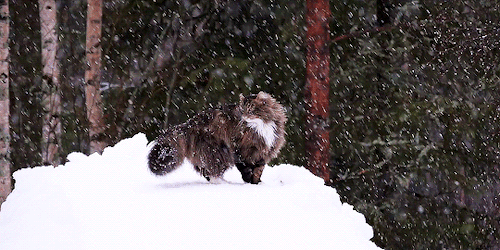 amatesura:Sämpycat in snow