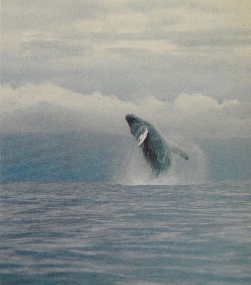 equatorjournal: James Hudnall Jr, Humpback whale, Kahoolawe, 1975. From “Beautiful Hawaii”, 1977.htt