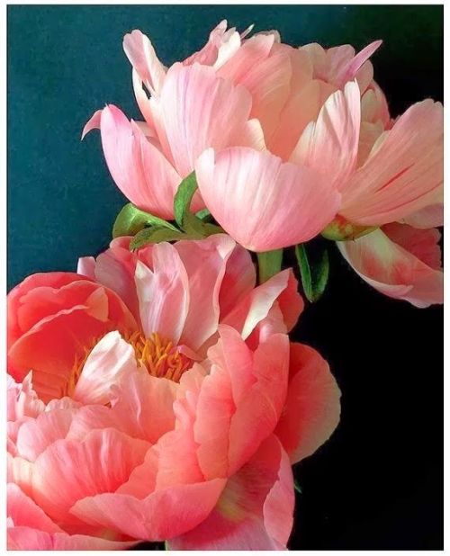 flowersgardenlove:Two Pink Peonies Beautiful gorgeous pretty flowers