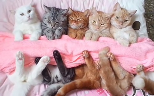 coolcatgroup:These are some of my favorite pictures of cats that are tucked in. Enjoy!!