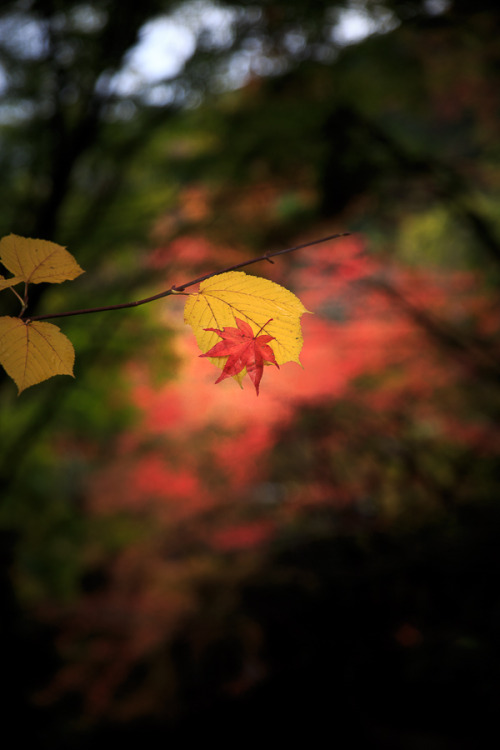 Colors of Autumn (Kôyô) 2015 at Nishiyama Konzoji, by Prado