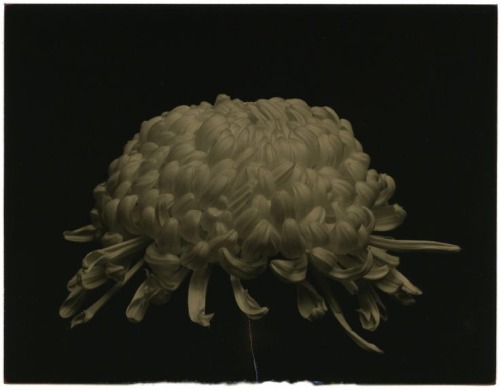 Porn Pics zzzze:  Masao Yamamoto Untitled, (from the