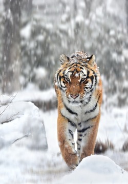 beautiful-wildlife:  Winter of the Tiger by Ryu