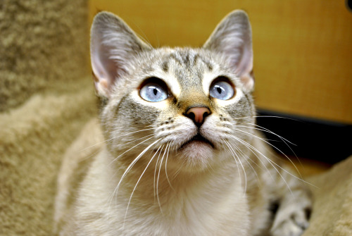 Find out more about Cupid at Animal Rescue Center!