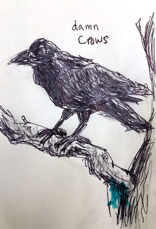 Field Guide to Dumb Birds of North America: Photo