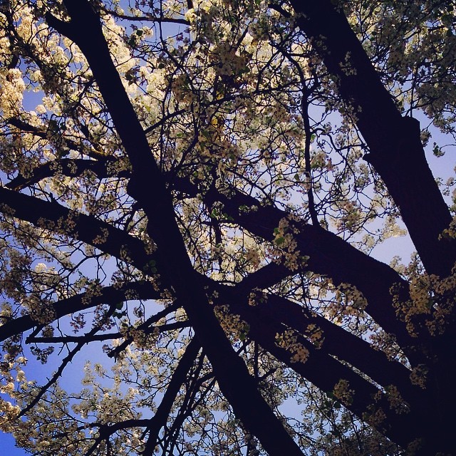 strawberrydonutprincess:  Earth day bike ride + the trees are poppin #bike #spring