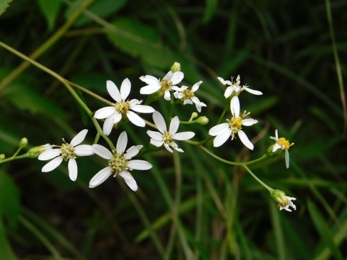 Aster scaberthe season of Aster has just begun