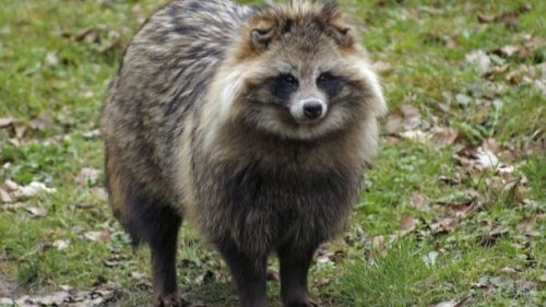 animaloversammy: versace-turquoise:  sixpenceee:  Raccoon dogs are a species native to Asia, who in 
