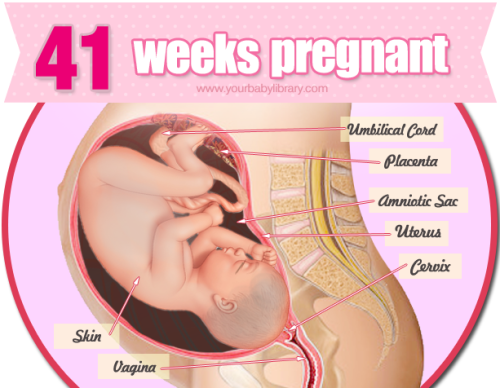 Being 41 weeks of pregnant is a period of slowing down in your baby’s movements. A bit over 20 inche