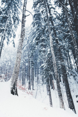 elenamorelli:  { white forest dreaming }