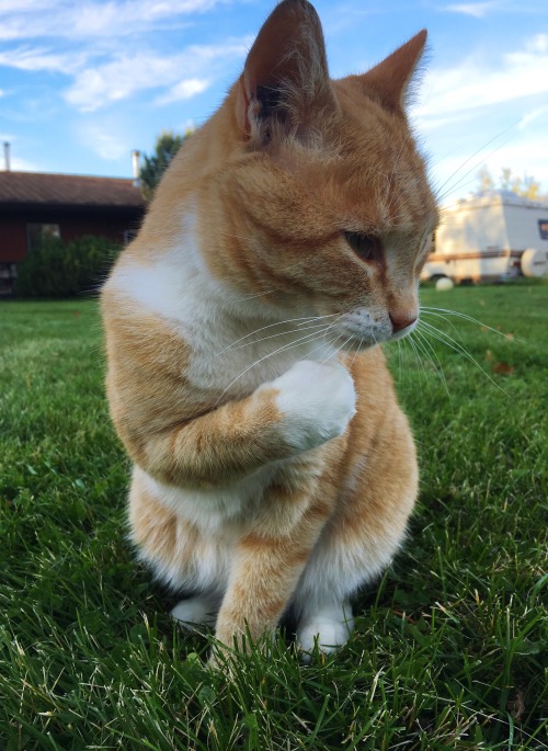 airyairyquitecontrary:onderon:nothing better than hanging out with your cats on a crisp fall evening