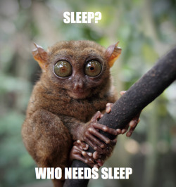 realanimaltalk:  FACT: The Philippine tarsier is mostly active at night, when it feeds on a variety of insects.