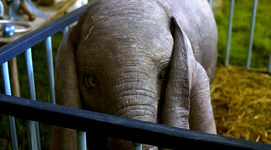 reese-witherspoon: Dumbo (2019) dir. Tim Burton