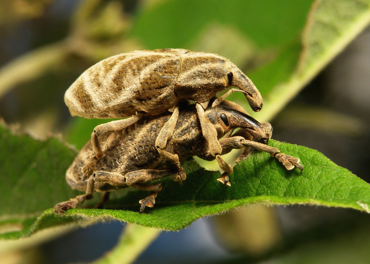 sinobug:  The TOP TEN BEETLE images taken in 2015 and posted to itchydogimages on