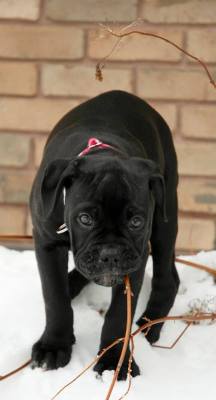 handsomedogs:  Pistol - 3 month old Olde