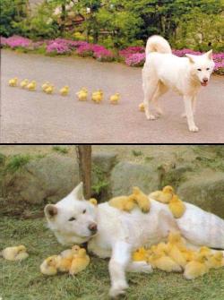 dualskar:  ducklings stalking and viciously attacking a poor defenseless dog 