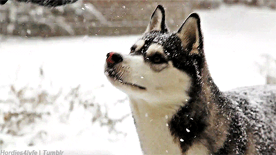 coloredyouth:  Just a cute Siberian Husky. ^^ 
