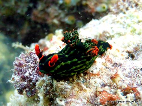 (Photo by Serap Selçuk Atabaş)Variable neon slug