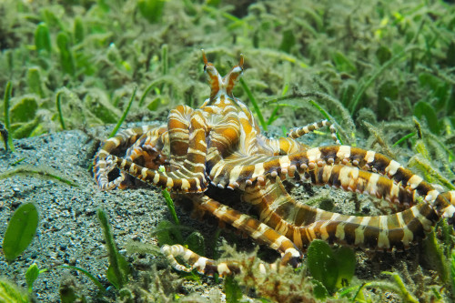 Wunderpus photogenicus 