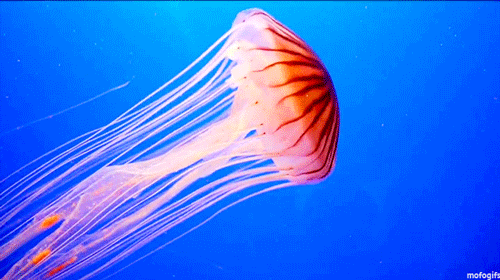 thatscienceguy:  Jellyfish have been found in every ocean, from the surface to the
