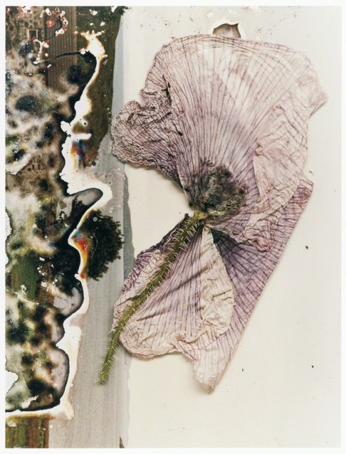 arpeggia:Stephen GIll - Hackney Flowers, 2004-2007