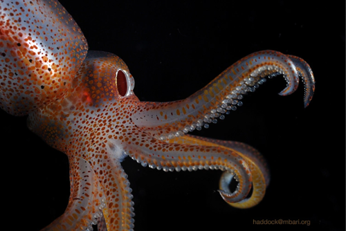 Histioteuthis Heteropsis (H. Heteropsis), Also Known As The Strawberry Squid Or Jewel Squid, Is A Species